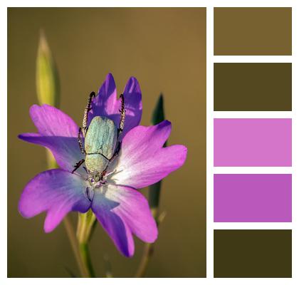 Violet Flower Wallpaper Flower Image
